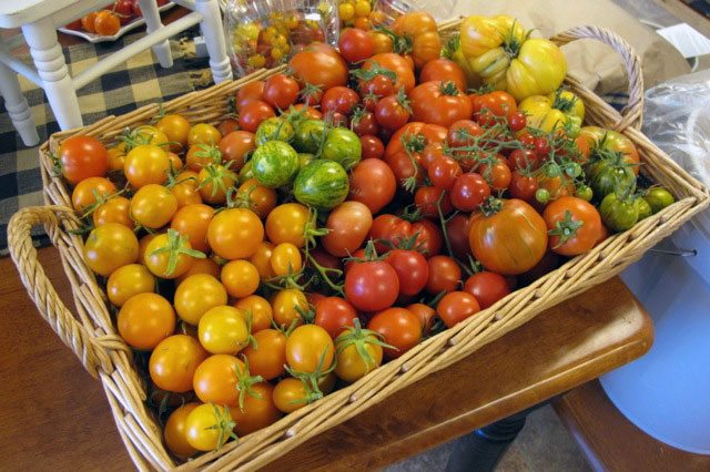fresh_tomatoes